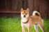 Your Best Options for Pet Ashes Jewelry & Keepsakes Items