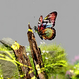 Colorful Butterfly Perched