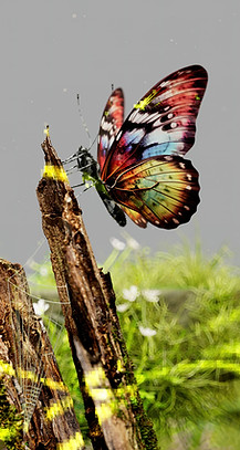 Colorful Butterfly Perched