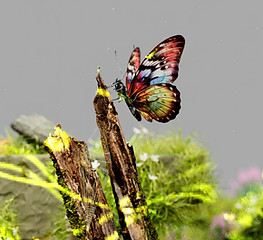 Glitch Butterfly in Nature