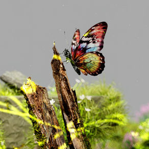 The Amazing World of Butterflies