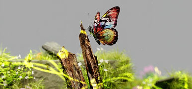 Colorful Butterfly Perched