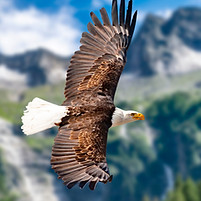 Flying eagles in the mountains