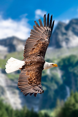 Flying eagles in the mountains