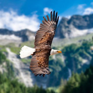 Climber Sees Wings Trapped Under A Boulder And Saves Majestic Animals