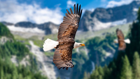 What is The North American Model of Wildlife Conservation?