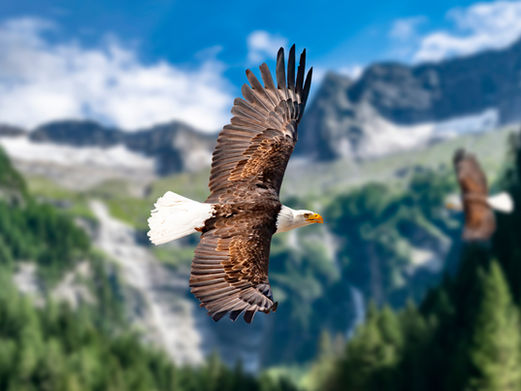 Climber Sees Wings Trapped Under A Boulder And Saves Majestic Animals