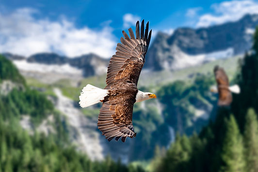 Flying eagles in the mountains