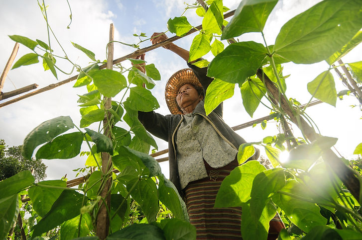 Farmer Checking Plants