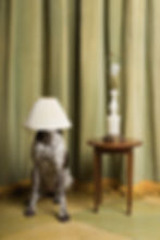 Dog with lampshade on head beside table with lamp, in front of green curtains. Quirky, humorous mood.