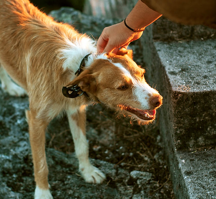 Connection between a dog and a human