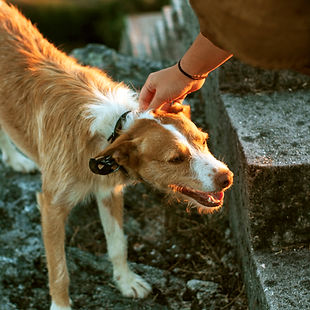 Dog Being Petted