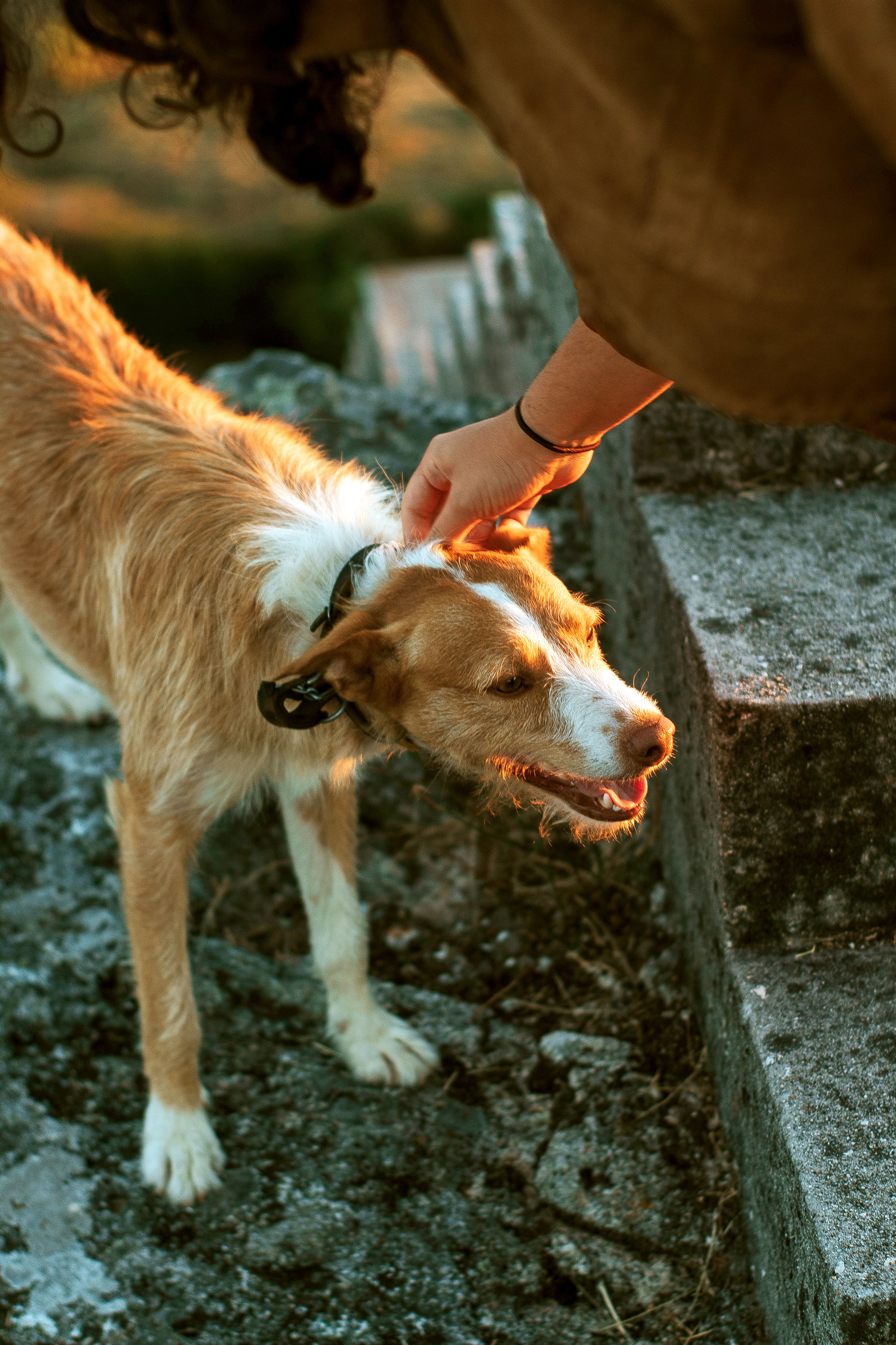 21-Night Dog Boarding Vacation Pass