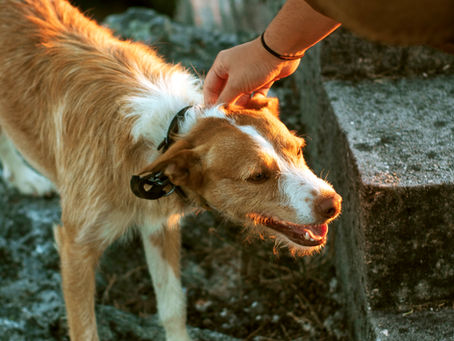 Chemical Fertilizer Safety for Pets: The Complete Guide for Pet Owners in 2025