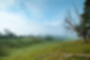 Nebelgrüne Landschaft