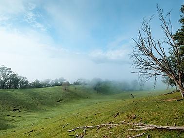 Paysage vert brumeux