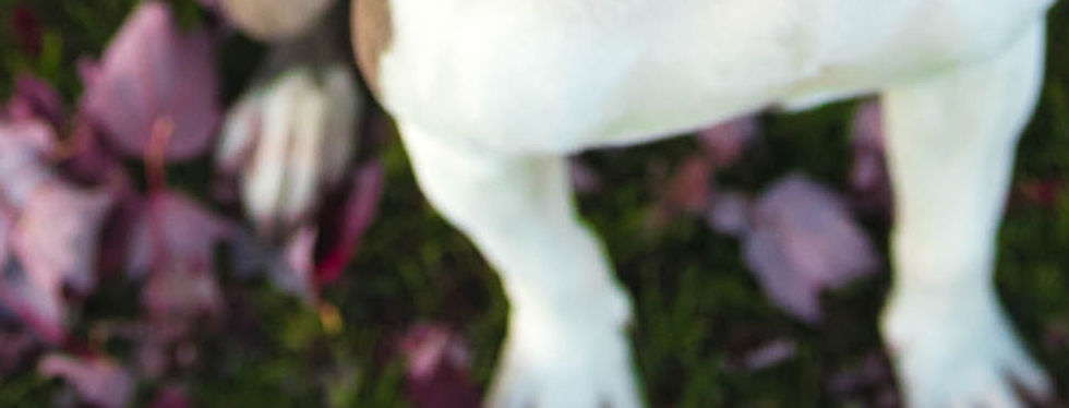 犬