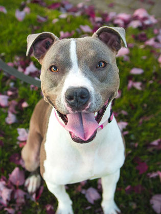 smiling dog