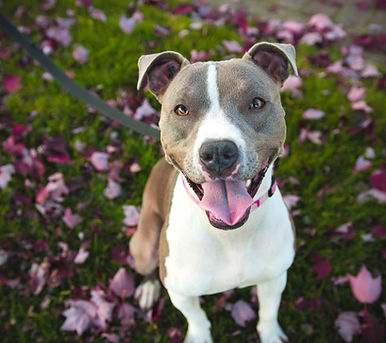 Healthy Dog on Natural Food & Supplements & Broths