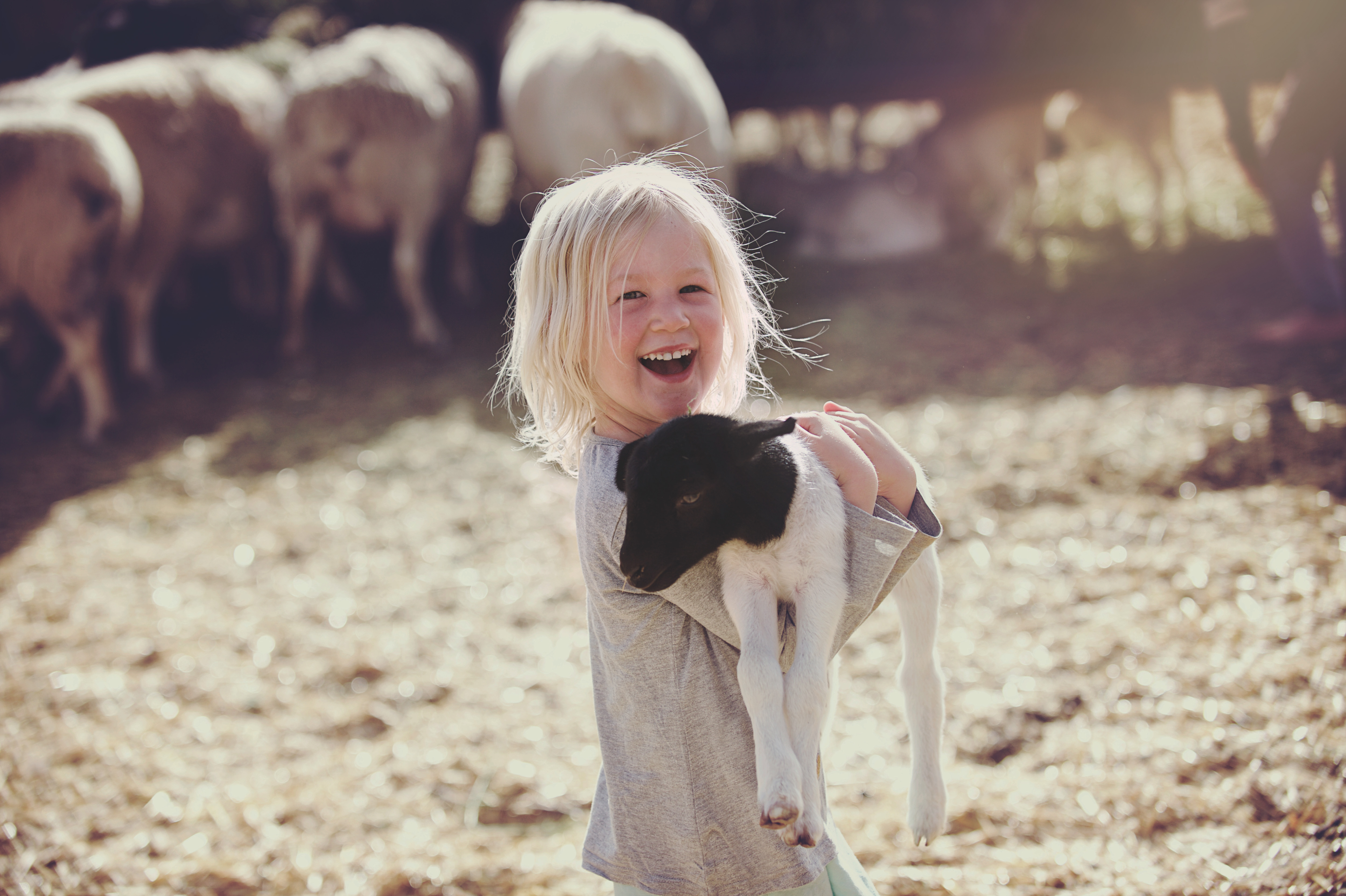 livestock insurance for sheep and goats livestock insurance for sheep and goats