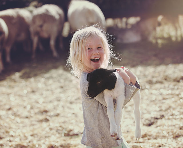 Agnello della holding della ragazza