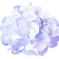 Hydrangea Flower Illustration