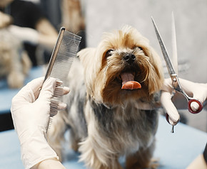 Grooming services