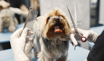 Dog Grooming Session