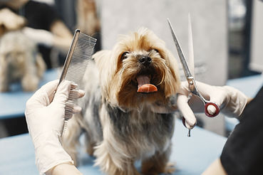 Dog Grooming Session