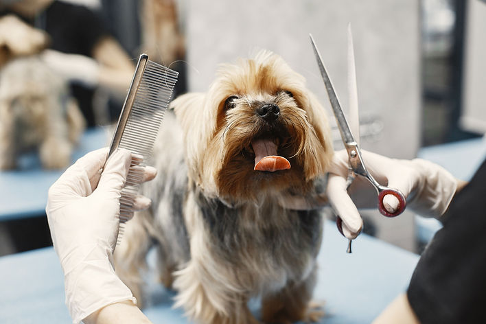 Dog Grooming Session