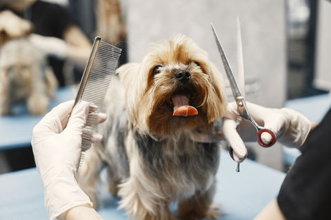 Grooming Salon  