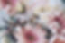 Gros plan floral rose