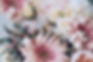 Gros plan floral rose