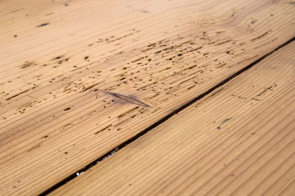 A bad case of woodworm