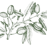 Almond Tree Illustration