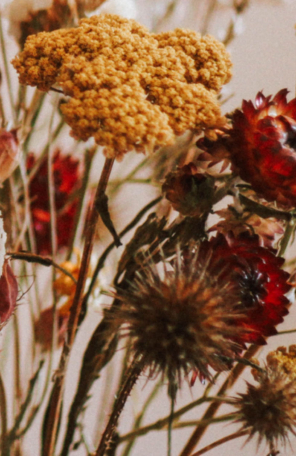 Fleurs séchées