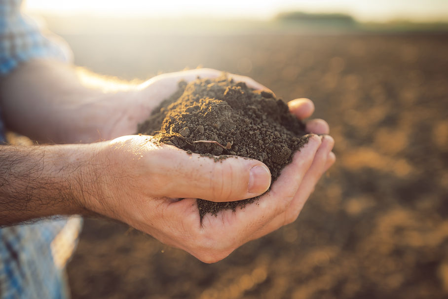 Two hands holding a mound of rich dark soil over a ploughed field during sunset