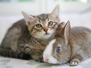 仲良し子猫とミニウサギ