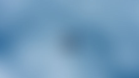 Should dogs fly in cargo?