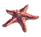 Étoile de mer