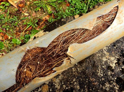 Broken underground pipe clogged with tree roots