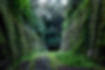 Overgrown Railway Tunnel