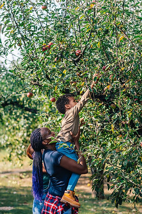 Picking Apples in Orchard