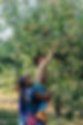 Picking Apples in Orchard