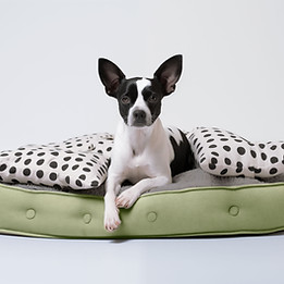 Hund auf gepunktetem Bett