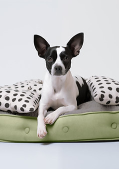 ポルカベッドの上の犬