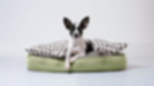 Dog on Polka Bed