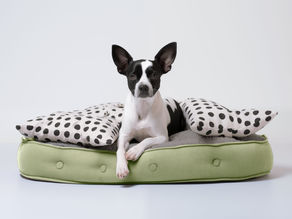 6 Tips to Manage Dog in Heat