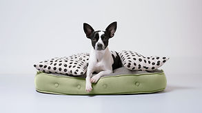 Chien au repos