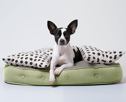 Hund auf gepunktetem Bett